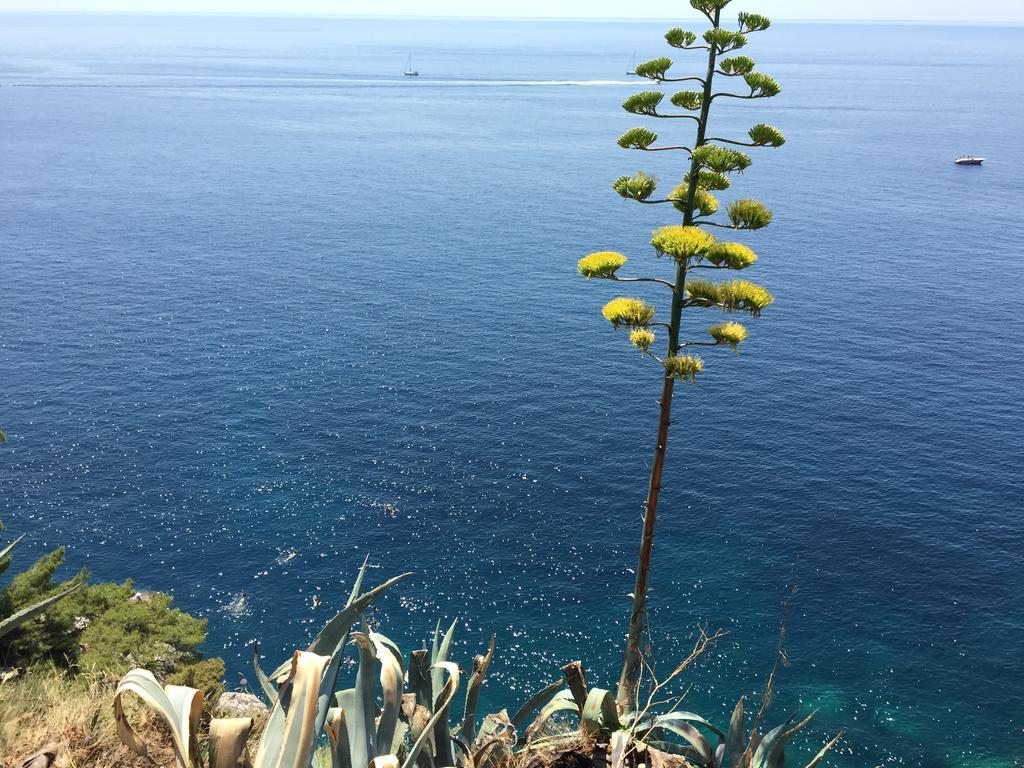 White & Co And Dubrovnik